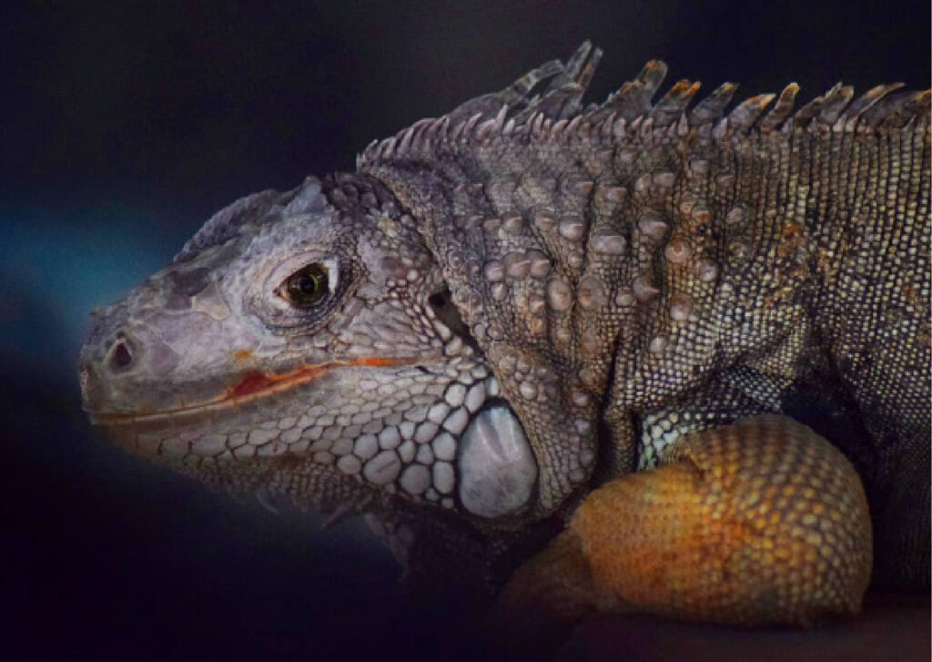 photo iguane